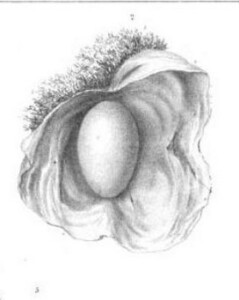 Velpeau1